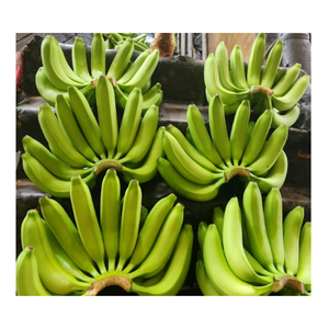 Emballé avec des bananes en gros de saveur: Meilleurs prix garantis Meilleur prix Cavendish Banana Farm-Bananes fraîches, - Product Image 2
