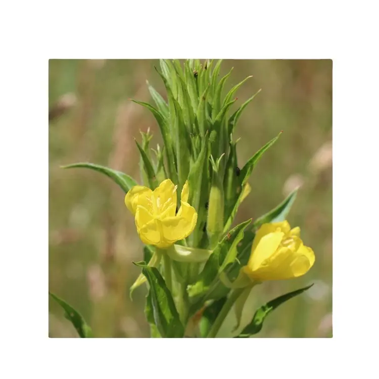 Evening Primrose Flower Oil Factory Price Bulk 100% Pure Quality Organic Best Manufacturer Global Supplier Timely Delivery