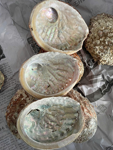 9-14cm poli blanc nacre vadrouille Tahiti Pinctada Margaritifera coquille brute Style Animal décoration de la maison - Product Image 3