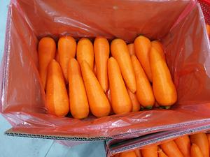 IQF Frozen Carrot Slices-Bulk Packaging Grade a 100% Carrot for Food Processing - Product Image 5