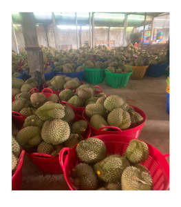 El Mejor Durian RI6 de Vietnam: Cápsulas Enteras y Puré Sin Semillas - Sabor Superior Garantizado. - Product Image 5