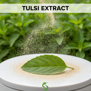 Natural Basil Leaf Tulsi Dry <b>Extract</b> for Cosmetic, Nutritional and Plant Based Product Manufacturers - Product Image 2