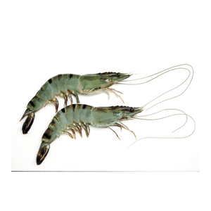 กุ้งลายเสือดำคุณภาพสูง มีจำหน่ายจำนวนมาก พร้อมจัดส่งรวดเร็ว - Product Image 1