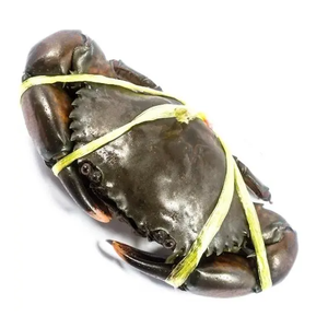 Soft <b>Shell</b> <b>Crab</b> Supplier, Soft <b>Shell</b> <b>Crab</b> Distributor, <b>Crab</b> Farming Belgium - Product Image 5