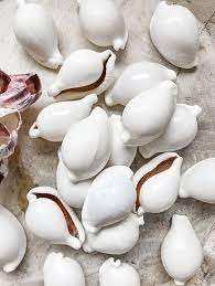 Wholesale Vietnam Cowrie Shells Smooth Glossy Shells for Fashion Jewelry - Product Image 3