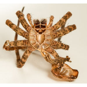 Fendeuse de bois d'occasion entièrement révisée, testée et prête à l'emploi immédiat - Product Image 6