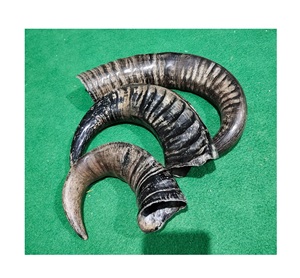 Cuerno de búfalo más vendido, comida masticable para perros, cuerno hecho a medida, masticable para perros, fabricante indio, buey, cuerno de búfalo, masticable para perros, venta de fábrica - Product Image 6