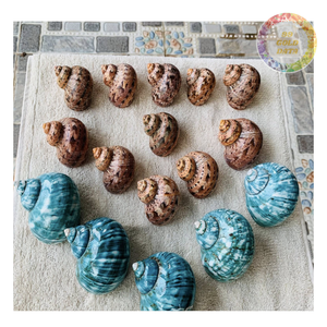 Vente en gros de coquilles turbo naturelles, coquillages décoratifs pour bijoux, décoration intérieure, artisanat, fournisseur écologique de coquillages de mer du Vietnam - Product Image 4