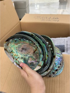 เปลือกหอยเป๋าฮื้อขัดเงาสำหรับตกแต่งงานหัตถกรรมเครื่องประดับจากเวียดนาม - Product Image 4