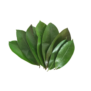 Feuilles de corossol bio pour thé de bien-être Qualité supérieure, exportation directe du fabricant vietnamien Meilleure qualité pour l'exportation - Product Image 1