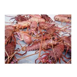 Hot Selling Price Of Live / Fresh / Frozen spiny lobster