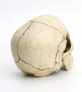 Modèle de sculpture de crâne de tête humaine en résine écologique personnalisée faite à la main pour la décoration intérieure provenant de l'inde. - Product Image 6