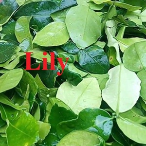 Hojas de limón secas naturales | Hierba con aroma a limón para especias y té/Lirio - Product Image 4