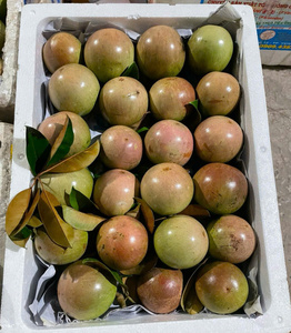 Fournisseur vietnamien de fruits tropicaux frais, étoile de mer, de qualité supérieure, doux et de couleur violette, pour les acheteurs exportateurs - Product Image 2