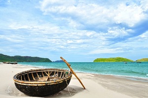 BAMBÚ CORACLE DE ALTA CALIDAD DE VIETNAM CON PRECIO COMPETITIVO - Product Image 4