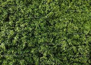 MASE DE HOJAS DE YUCA CONGELADAS ETIQUETA LIMPIA PURA APOYO INMUNE A BASE DE PLANTAS SUPERALIMENTO - Product Image 4