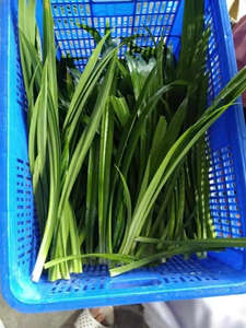 HOJAS PANDAN ENTERAS SECAS PARA POSTRES Y BEBIDAS - Product Image 5