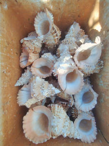 Vente en gros coquillages naturels coquillages océaniques du Vietnam parfaits pour la décoration de la maison et l'artisanat coquillage artisanat d'affichage élégant - Product Image 4