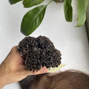 Extensiones de Cabello 100% humano liso con punta en U, cabello Natural brasileño virgen, venta al por mayor - Product Image 4