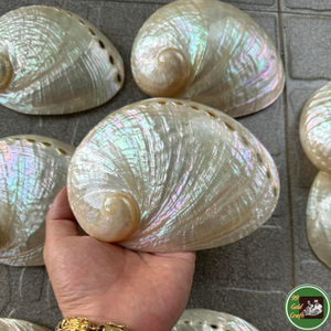 งานฝีมือตกแต่งเปลือกหอยจากเปลือกหอยธรรมชาติสำหรับงานประดิษฐ์ตกแต่งและงานออกแบบตามสั่งจากเวียดนาม - Product Image 2