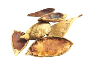 Meilleur prix 100% Lot de 10 dosettes Milletia séchées naturelles et écologiques pour aquarium ou terrarium Produits pour animaux de compagnie - Product Image 5