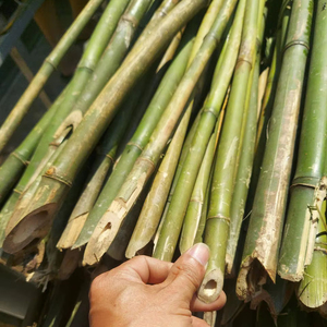 Bambú seco crudo a granel respetuoso con el medio ambiente vietnamita para arquitectura de paisaje natural al aire libre productos agrícolas sostenibles - Product Image 1