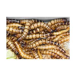 Gusanos de harina seca/gusanos de harina para animales de alimentación de aves de corral - Product Image 2