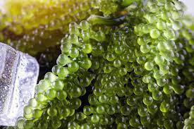 องุ่นทะเลอบแห้ง (สาหร่ายทะเล) จากเวียดนามโดย Mr. Pierre Luu - Product Image 5