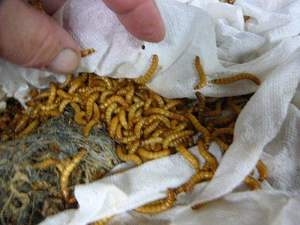 Gusanos de harina frescos y vivos para mascotas/Katty - Product Image 6