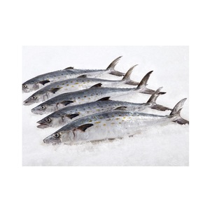 Pescado Congelado: Caballa del Pacífico - Proveedor Mayorista de Caballa del Pacífico - Product Image 3