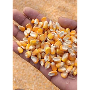 Maíz Amarillo Orgánico a Granel, Sin GMO, de Primera Calidad, para Alimentación Animal, Granos de Maíz Secos, Calidad de Exportación - Product Image 2