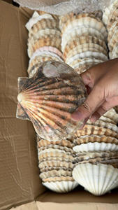 Su fuente de conchas marinas vietnamitas: proveedor a granel confiable - Product Image 5