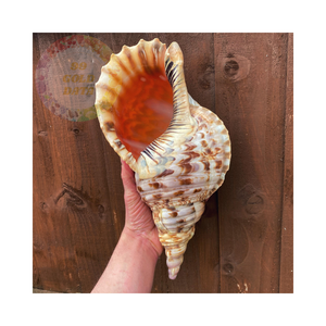 Obtenez Premium Trumpet Seashells à bas prix de gros-Idéal pour l'artisanat et la décoration intérieure - Product Image 5