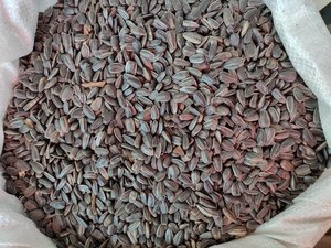 Graines de tournesol biologiques séchées mélangées de qualité supérieure à vendre - Product Image 2