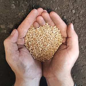 Meilleur prix 2026 pour les grains de blé entier biologiques, stock en vrac disponible avec emballage personnalisé disponible dès maintenant en stock - Product Image 1