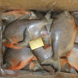 Competitivo Frozen Red Pomfret rojo Pompano exportador chino importador MARISCOS CONGELADOS mar congelado pescado Ed <span class=keywords><strong>PACU</strong></span> - Product Image 2