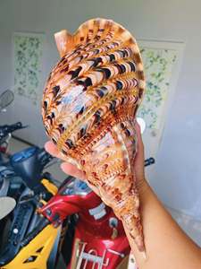 Trompeta de Tritón Grande Decorativa, Concha de Tritón, Concha de Trompeta, Concha de Tritón, Charonia tritonis, Suministro Mayorista - Product Image 6