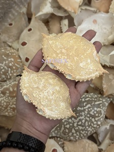 Grandes coquilles de crabe entières séchées 100% naturelles pour les restaurants de fruits de mer et de cuisine farcie - Product Image 4