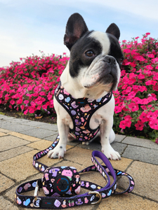 Arnés ajustable para perros-Arnés de bruja de Halloween para perros y gatos pequeños con Calaveras, pociones y hechizos-Lindo diseño de bruja negra - Product Image 3