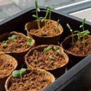 SustainOCoir Seedling <b>Pot</b> <b>Trays</b> Premium Quality <b>Pots</b> for Growing Healthy Plants - Product Image 3