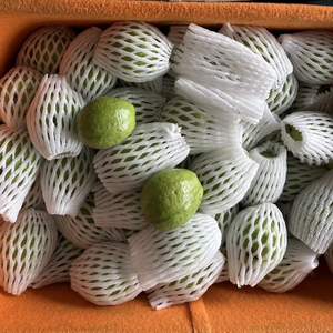 ผลไม้ฝรั่งสดส่งออกจากแม่น้ำโขงใต้ขายจำนวนมาก - Product Image 1