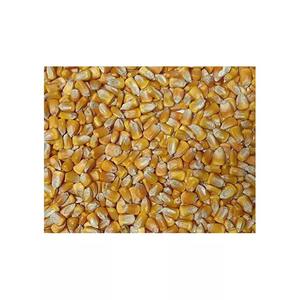 ข้าวโพดจีเอ็มโอข้าวโพดสีเหลืองตากแห้ง - Product Image 6