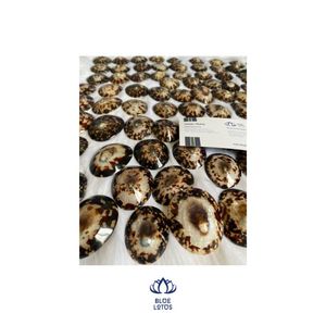 Blue Lotus Artisanat Allaitement Bébé Coquillages Coquillage Limpet Artisanat pour BRa contact pour obtenir un devis + 84 767 550 132 - Product Image 1