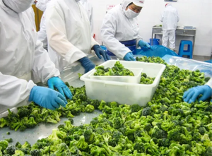 Brócoli Verde Congelado IQF Premium de Vietnam, 3-5cm, Entero, HACCP, ISO, Cosecha Fresca, Exportación a Granel (Ms. Reina) - Product Image 5