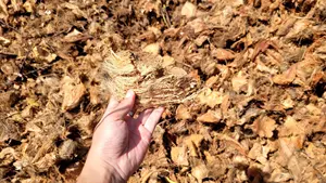 Fibre de noix de coco crue de haute qualité de Blue Lotus Farm Le choix idéal pour la production industrielle - Product Image 6