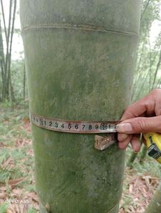 เสาไม้ไผ่สีเขียวสำหรับโครงการทำสวนและจัดสวนเพื่อการเกษตร - Product Image 6