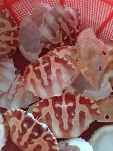 ผงเปลือกปู วัตถุดิบพรีเมียมสำหรับโภชนาการสัตว์และอาหารเสริม - Product Image 3