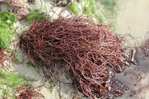 Mousse d'Irlande séchée gracilaria/algues gracilaria du Vietnam // Ms.Laura - Product Image 6