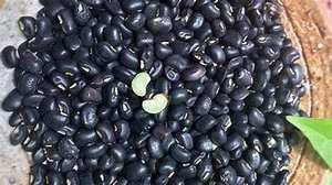 HARICOT NOIR CULTIVÉ NATURELLEMENT POUR UNE DÉFENSE IMMUNITAIRE ET UNE ÉNERGIE COMPLÈTE À BASE DE PLANTES - Product Image 3