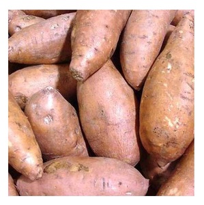 Légumes frais de qualité supérieure, patates douces en vente au meilleur prix - Product Image 4